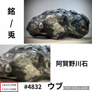 【水石復興イベント】 水石 盆栽 阿賀野川石 『瑞兎』ウブ 横30×高13.5(cm) 4.96kg骨董盆石古美術鑑賞石観賞石太湖石中国古玩 4823