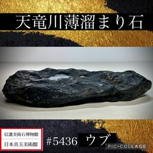 【信濃美術石博物館】 水石 盆栽 天竜川石 薄溜まり 横25×高4.5×奥行12(cm) 1.7kg骨董盆石古美術鑑賞石観賞石太湖石中国古玩 5436