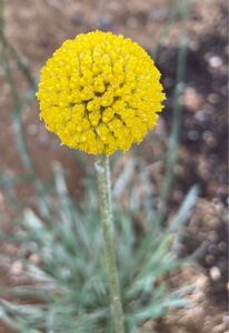 花の種　クラスペディア　50粒