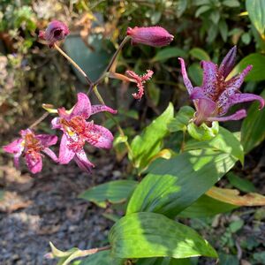 ☆ほととぎす／山野草♪宿根草☆毎年咲く♪値下げしました