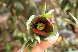 原種交配クリスマスローズ☆H.torquatus hyb.トルカータス系シングル バイカラー強ベイン 開花株