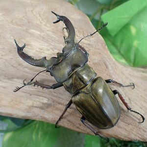 【Sparkle Beetle】セリケウスミヤマ原名亜種♂72mm♀43mmペア(ミヤマクワガタ)