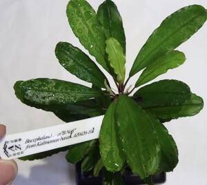 Bucephalandra sp. B No.6 from Kalimantan barat【AZ0420-10】水上育成株　ブセファランドラ 