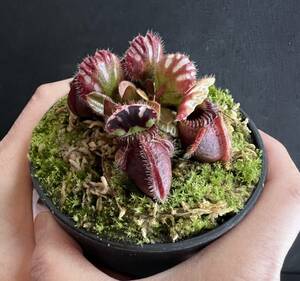 Cephalotus follicularis ”Big boy” CC・セファロタス ビッグ ボーイ・食虫植物・観葉植物・熱帯植物・パルダリウム・山野草