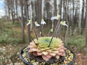 Petrocosmea rosettifolia・ペトロコスメア ロセッティフォリア・セントポーリア・観葉植物・山野草・原種・イワタバコ・洋蘭