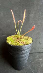 Drosera camporupestris・ドロセラ カンポルペストリス ・食虫植物・観葉植物・熱帯植物・パルダリウム・山野草・ビバリウム・原種 