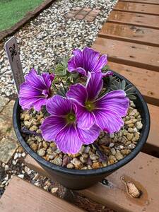 Oxalis enneaphylla 'Patagonia'　A・オキザリス パタゴニア・観葉植物・山野草・パルダリウム・ビバリウム・洋蘭原種