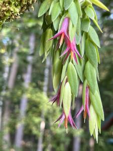 Ceratostema rauhii・ケラトステマ ラウヒー・着生ツツジ・観葉植物・山野草・パルダリウム・ビバリウム・洋蘭原種