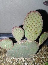 輸入苗 opuntia rufida purpleオプンチア 団扇サボテン _画像3