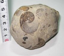 日本の化石　北海道小平の異常巻きアンモナイトが見えるノジュール　３個セット約１．２ｋｇ_画像3