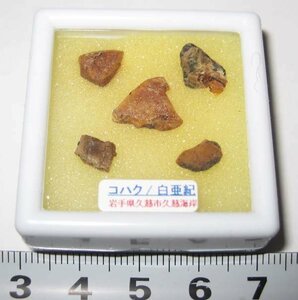 日本の化石　岩手県久慈のコハク/琥珀　大小５個セット/no5