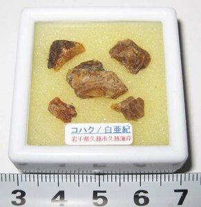 日本の化石　岩手県久慈のコハク/琥珀　大小５個セット/no2