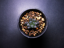 【 原種】ハオルチア サリナ IB08618 ( IB40145 ) Red House / 多肉植物 Haworthia salina IB08618 ( IB40145 ) Red House _画像4