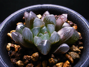 【多肉植物】ハオルチア 金子特黒オブツーサ / 黒オブツーサ Haworthia obtusa 'Kaneko Tokukuro'