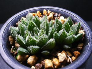 【多肉植物】ハオルチア ルプラ Wolfkloof × グリーンジェム 2株/ Haworthia lupula Wolfkloof × Green Gem