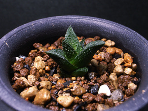 【原種】ハオルチア ツベルクラタ JIL336 / 多肉植物 Haworthia tuberculata JIL336 near Voor Die poort, Prince Alfred Pass スカブラ