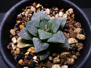 【多肉植物】ハオルチア アトロフスカ錦 青個体 / アトロフスカ交配錦 Haworthia atrofica hyb.