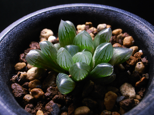 【多肉植物】ハオルチア 金子特黒オブツーサ / 黒オブツーサ Haworthia obtusa 'Kaneko Tokukuro'