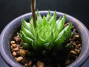 【原種】ハオルチア レティキュラータ IB8855 / 多肉植物 Haworthia reticulata IB8855 Buitenhof, turnoff to McGregor