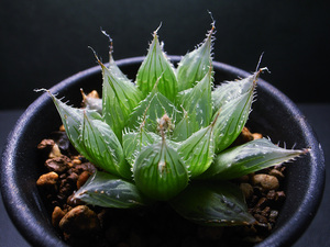 【原種】ハオルチア ヒスイ ( アオエビス ) FSA141 特美個体 / 多肉植物 Haworthia hisui ( aoebis n.n. ) FSA141 N. of Cookhouse