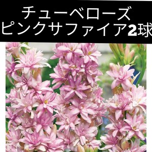 八重咲きチューベローズ ピンクサファイア 2球 球根 開花球 芳香 月下香 ラベンダーピンク色