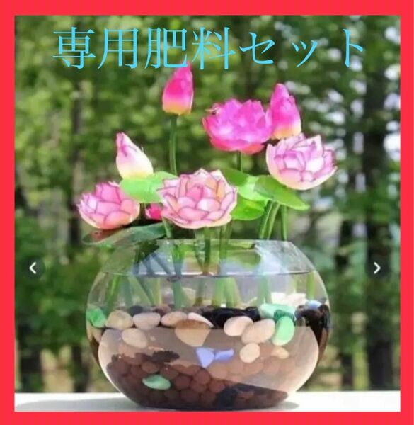 【ティーカップフラワーセット】種１３粒＋肥料　水生植物　蓮　睡蓮　種子　観葉植物　ティーカップ　ミニ