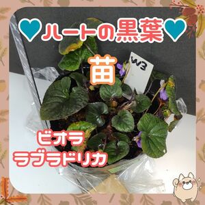 【訳あり】送料￥73～◆3/5花蕾付き◆ビオララブラドリカ苗(W3)多年草ハートの銅葉ビオラ(黒葉ビオラ)