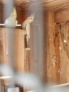 オカメインコ ルチノー×パール 卵3個セット