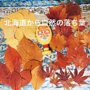 北海道の秋　紅葉　押し花　さくら　イチョウ　もみじ　ミックスセット　　30枚