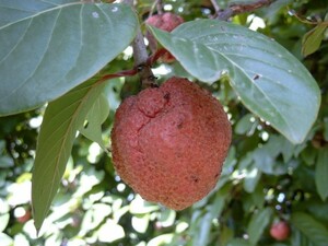 Nauclea latifolia アフリカンピーチ 種子 15粒 検索用 熱帯果樹