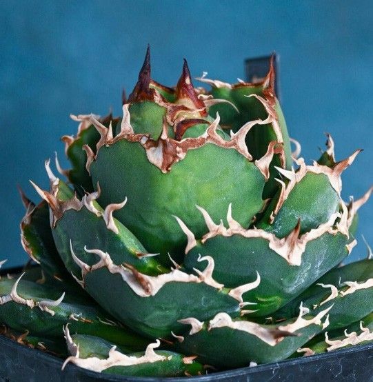 232多肉植物 アガベ チタノタAgave titanota ‘狂刺小島’