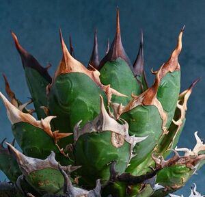 238多肉植物 チタノタAgave titanota ‘烈’