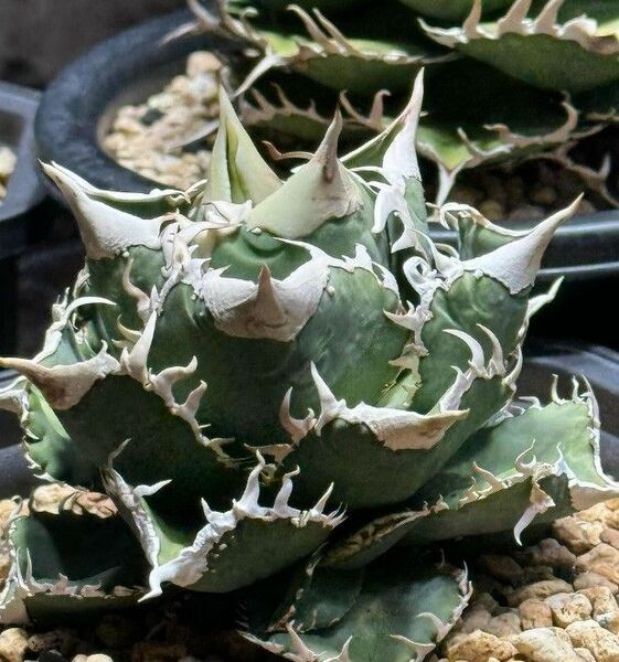 250多肉植物 アガベ チタノタAgave titanota ‘Whitefire’