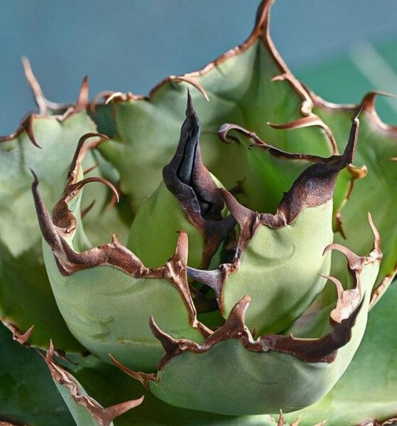 251多肉植物 アガベ チタノタAgave titanota ‘武士’