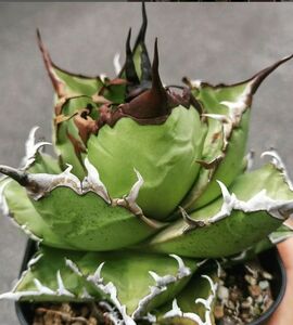 231 多肉植物 アガベ チタノタAgave titanota ‘皮丘’