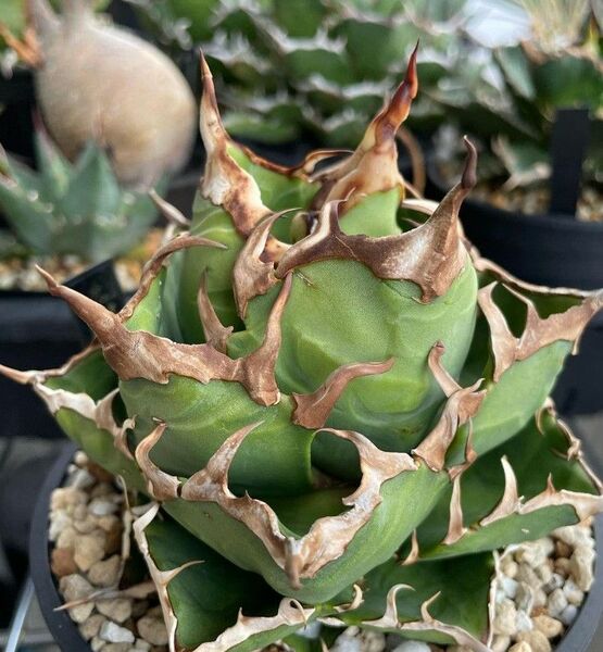 242多肉植物 チタノAgave titanota ‘Saltydog’