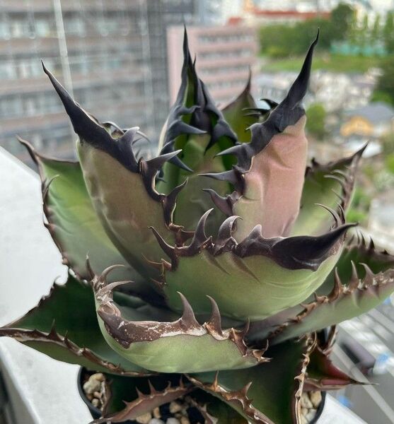 255多肉植物 アガベ チタノタAgave titanota ‘流星’