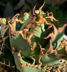 217多肉植物 アガベ チタノタAgave titanota ‘寬葉嚴龍’ 