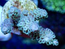 サンゴの日SALE 激レア個体【IF ultra grade acropora Tenuis lime】オーストラリア産サンゴ　ウスエダライム_画像1