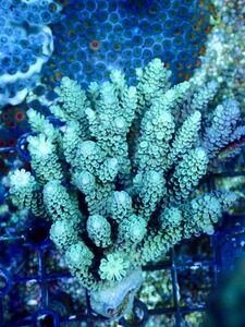 サンゴの日SALE 超激レア ネームドWild個体【UCA ultra grade acropora Nasuta】色揚げ個体 ナスタ