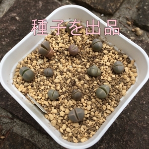 ラピダリア 魔玉 種子50粒 タネ 多肉植物 種 2