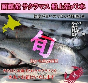 北海道産　サクラマス　本マス　活絞め　1本