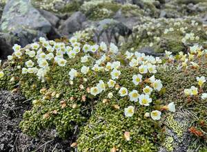 高山植物　山野草　イワウメ　種子 50粒以上