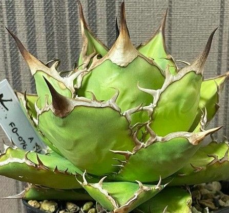 167多肉植物 アガベ チタノタAgave titanota ‘寬葉嚴龍’