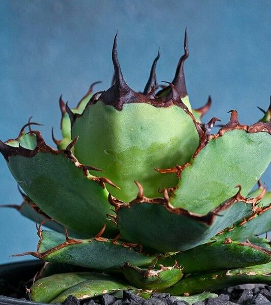 158 多肉植物 アガベ チタノタAgave titanota ‘圓葉拇指