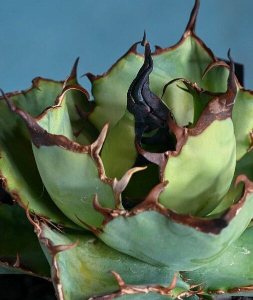 172 多肉植物 アガベ チタノタAgave titanota ‘Sierra mixteca’