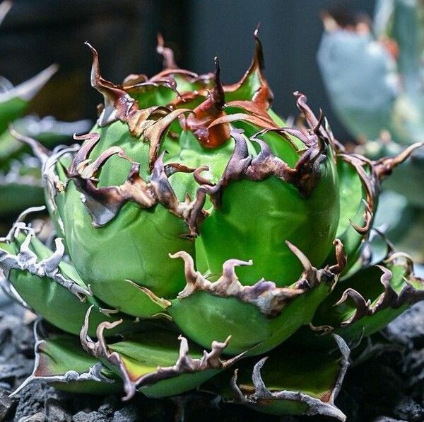 212 多肉植物 アガベ チタノタAgave titanota ‘熊’