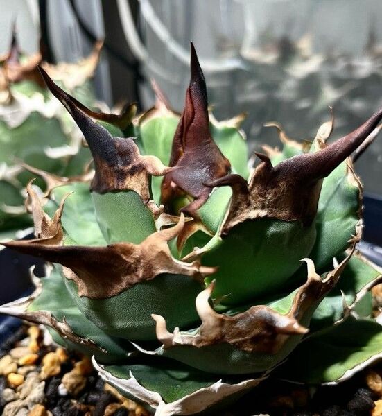 129多肉植物 アガベ チタノタAgave titanota ‘烈’