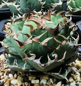 178多肉植物 アガベ チタノタAgave titanota ‘魚刺’