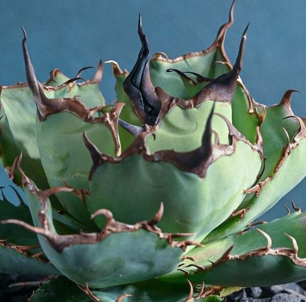 123多肉植物 アガベ チタノタAgave titanota ‘小島’